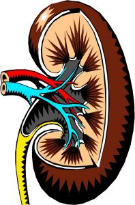 Libra rules bladder and kidneys